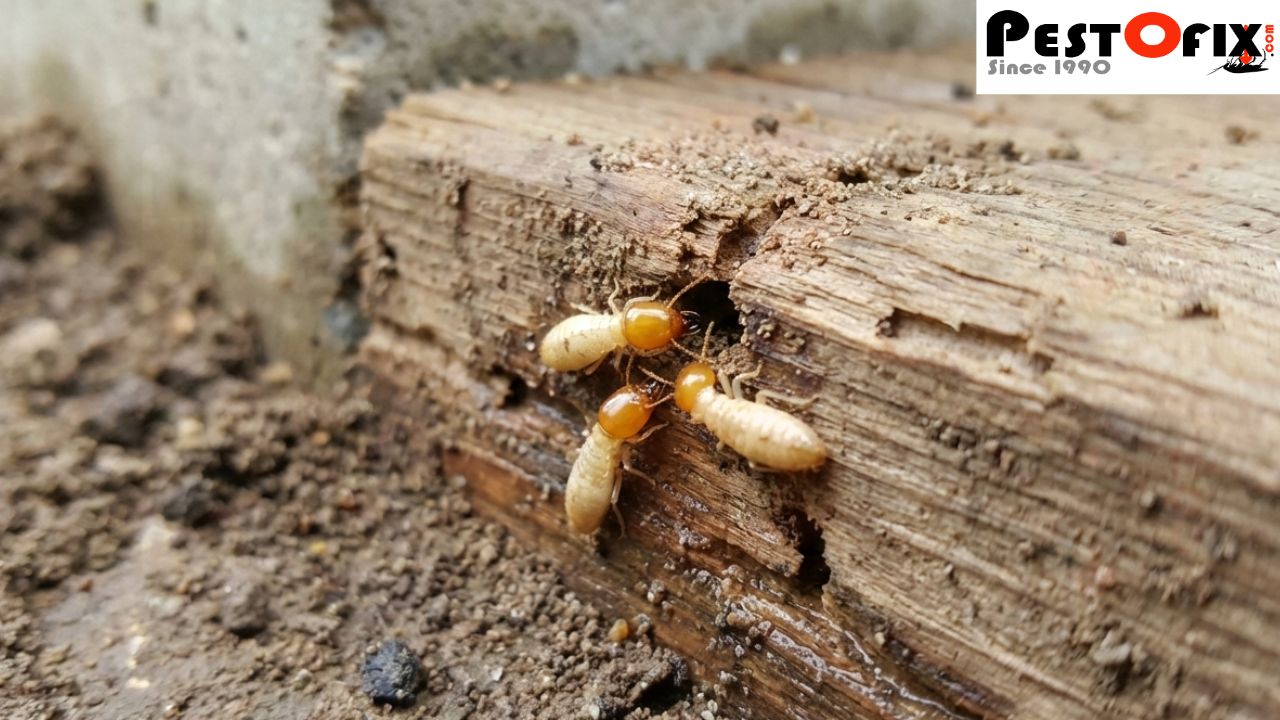 Early-stage subterranean termite activity near soil and wood contact at a building foundation