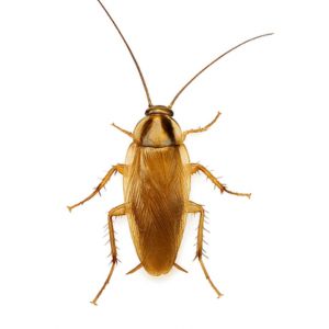 German Cockroach in restaurant kitchen in Gurgaon