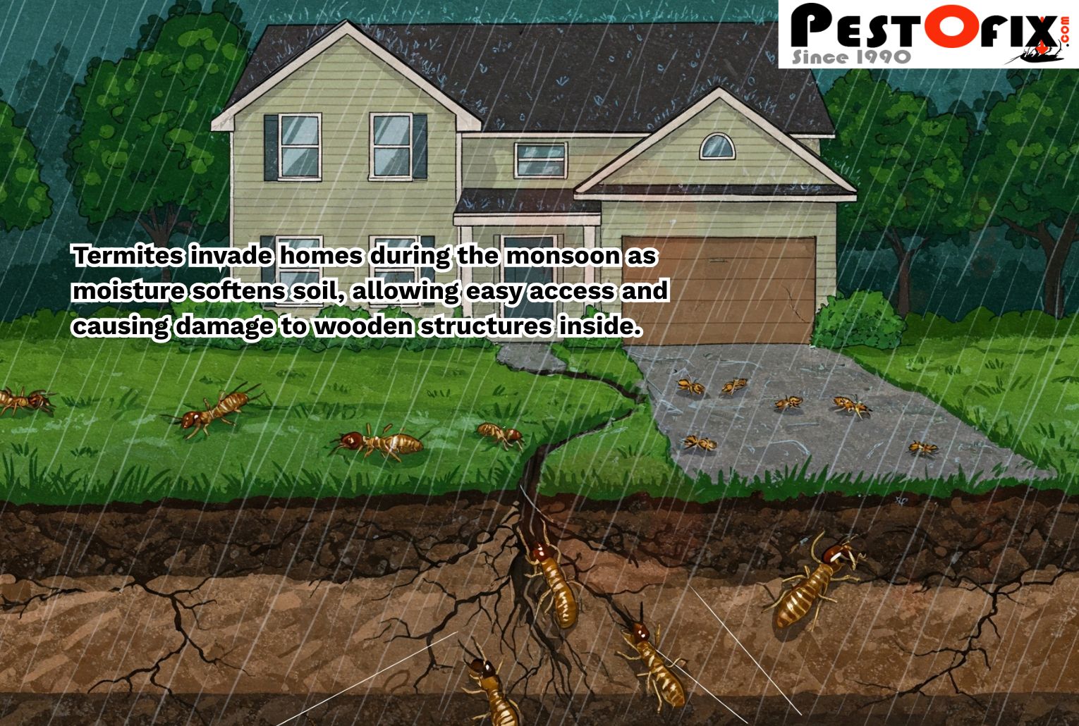 Illustration showing termites invading a home during the rainy monsoon season