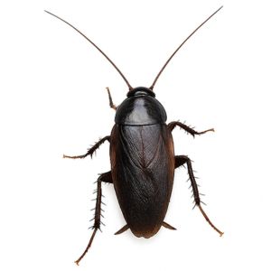 Oriental Cockroach in hotel storage area in Gurgaon