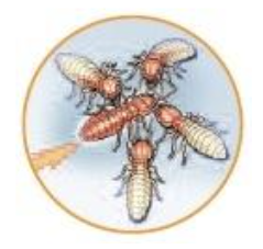Non-repellent chemical spreads through the termite colony
