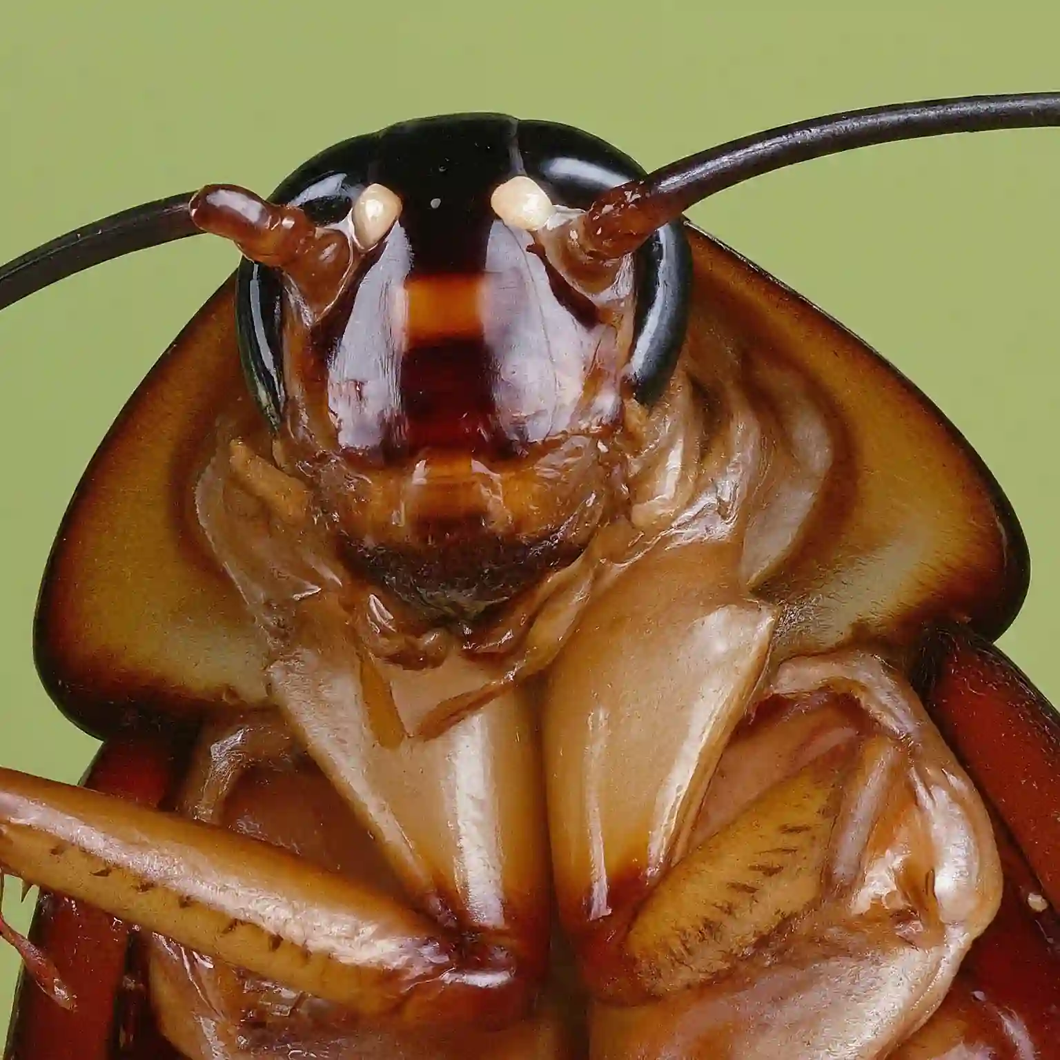 American cockroach