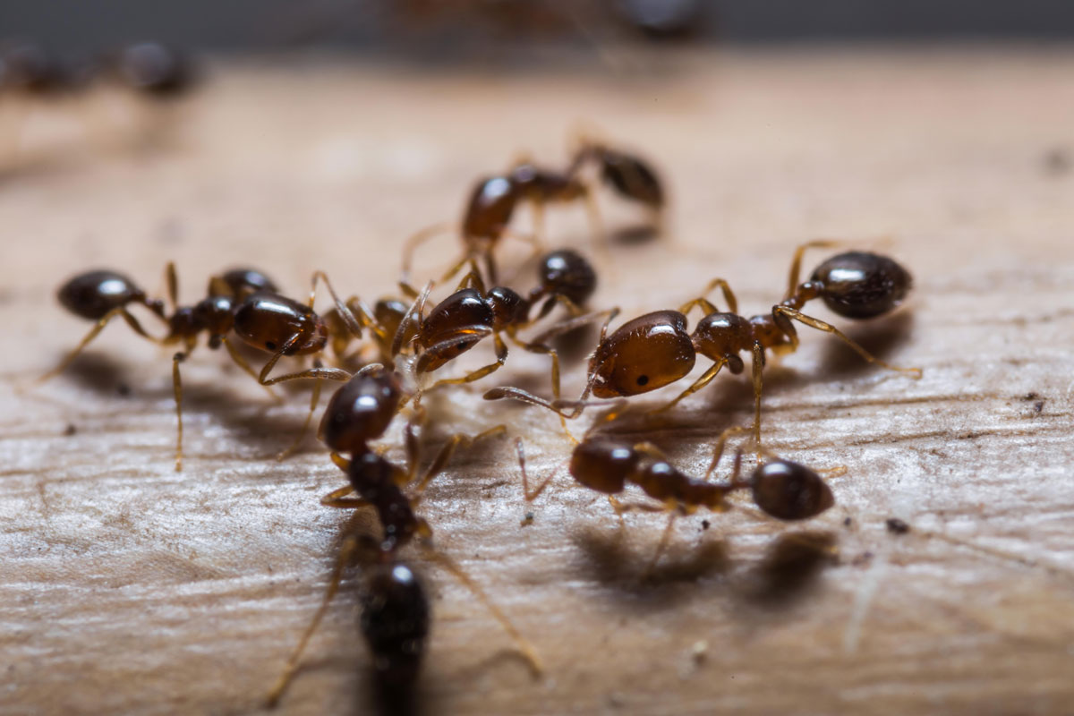 Ants Pest Control
