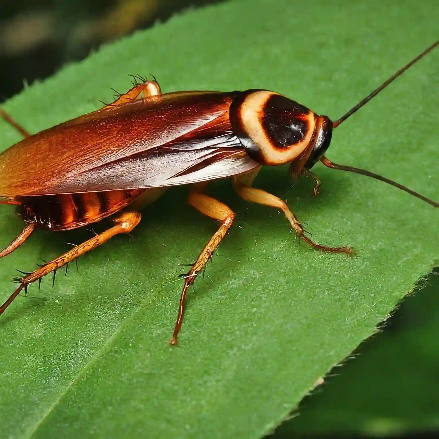 Brown-banded cockroach