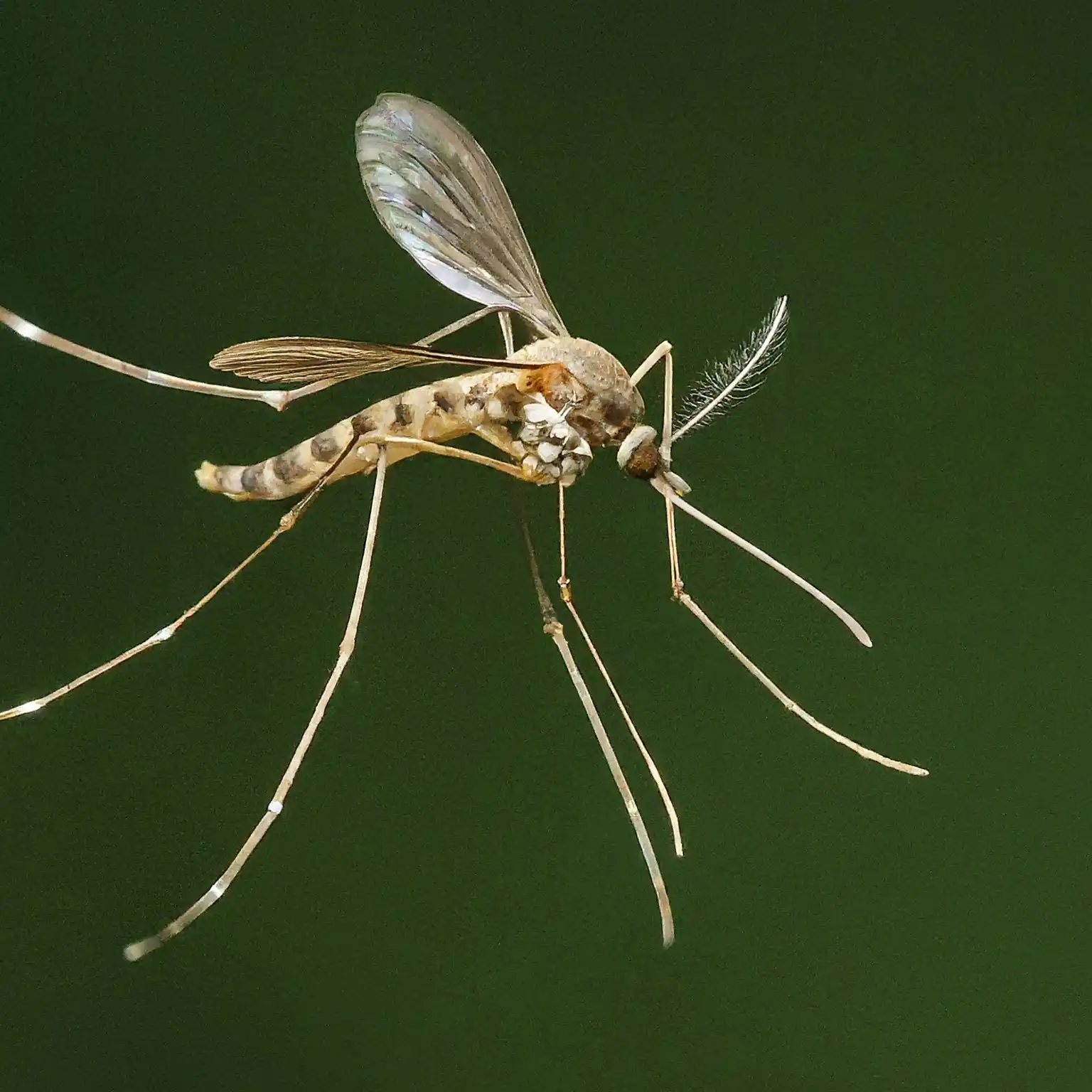 Culiseta mosquito