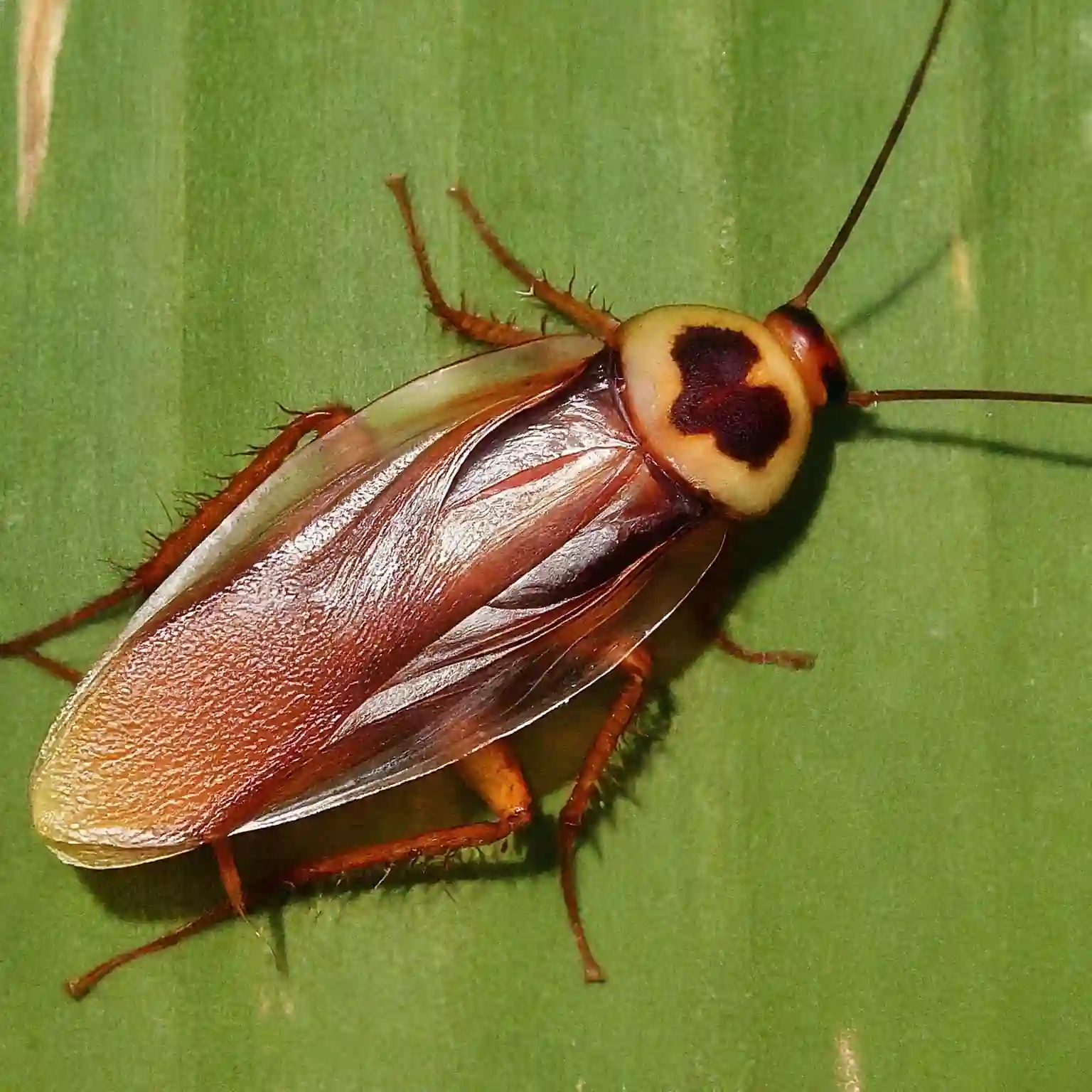 German cockroach