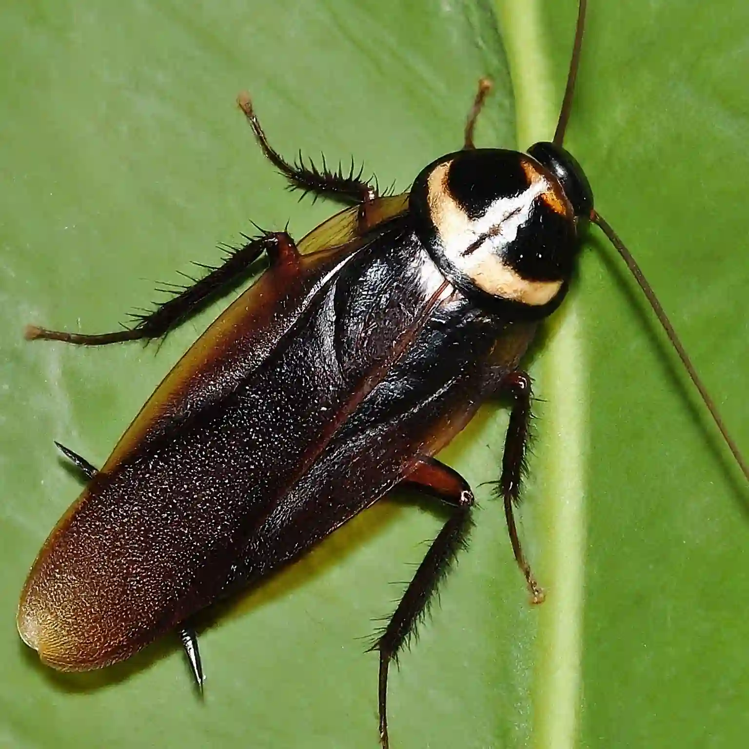 Oriental cockroach