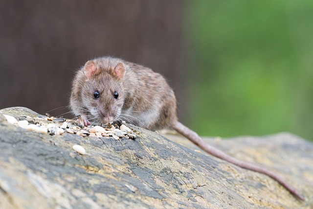 Rodents/Rats Control