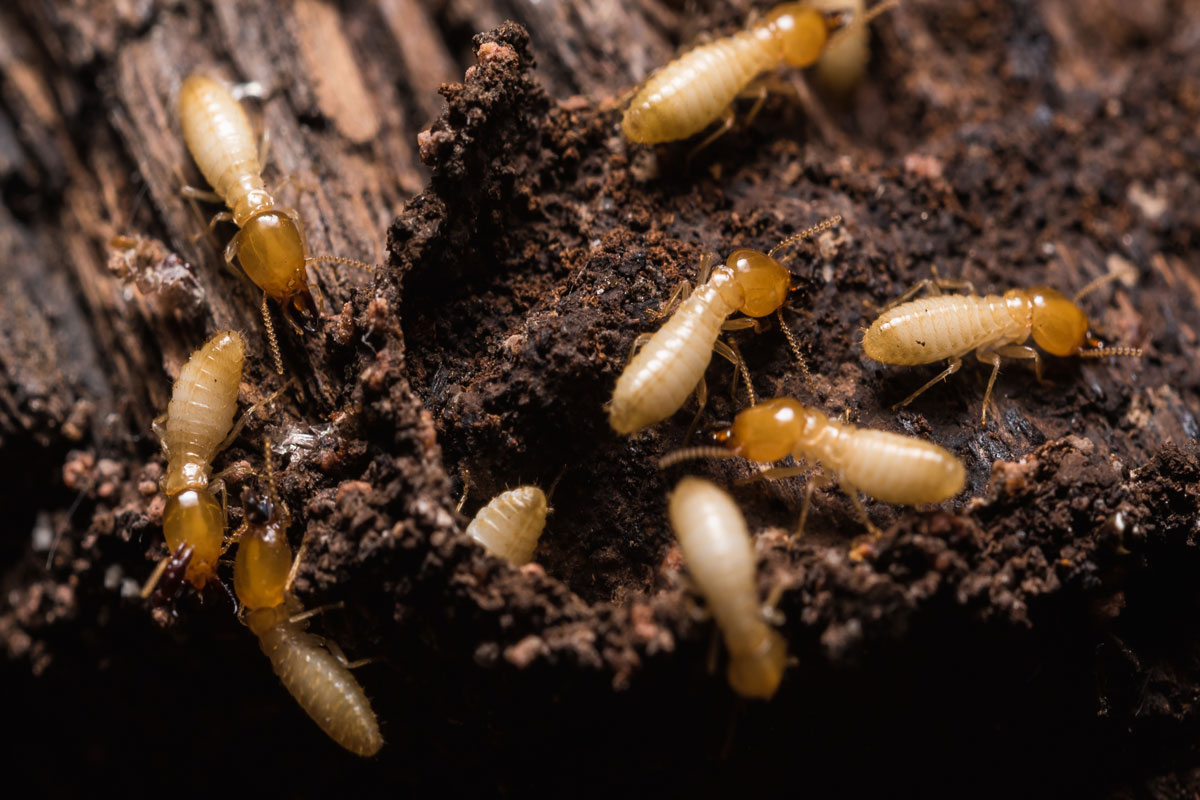 Termite Control Treatment