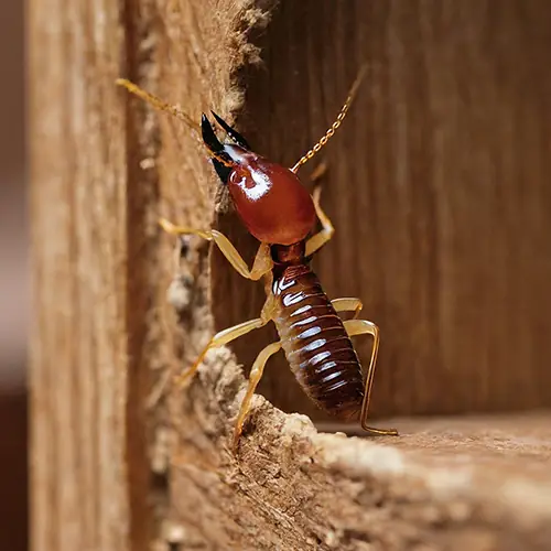 PestoFix residential termite control treatment